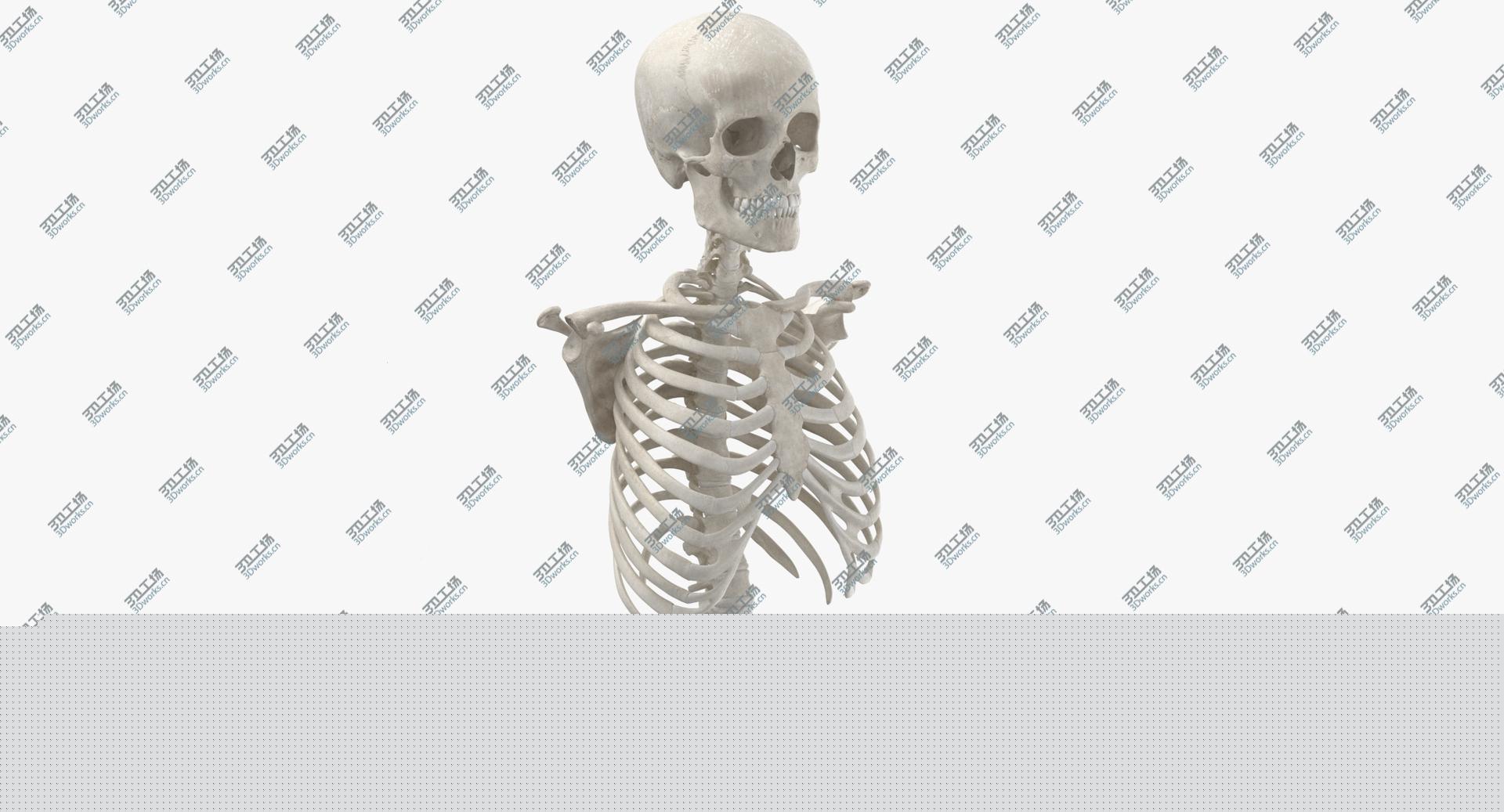 images/goods_img/202104023/Real Human Rib Cage Spine Female Skull Calvicle Scapula and Arms Bones Anatomy With Disks White 3D model/2.jpg